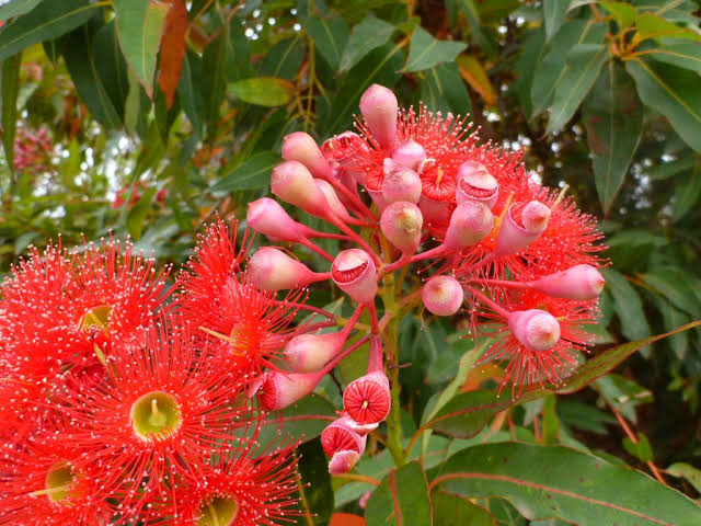 Corymbia Ficifolia: A Stunning Flowering Gum for Your Garden