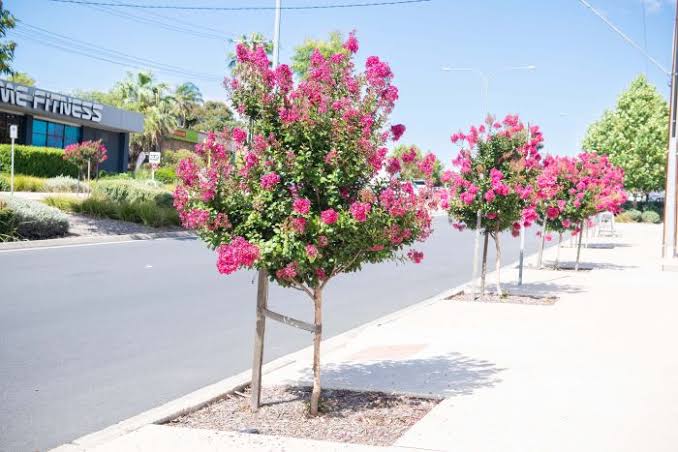 Crepe Myrtle Care Made Easy: How  Grow Enjoy Beautiful Blooming